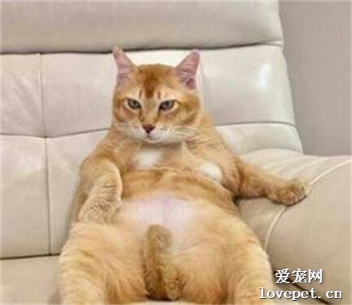 橘猫是什么品种?