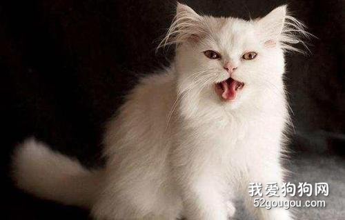 猫咪为什么到了晚上很爱叫？