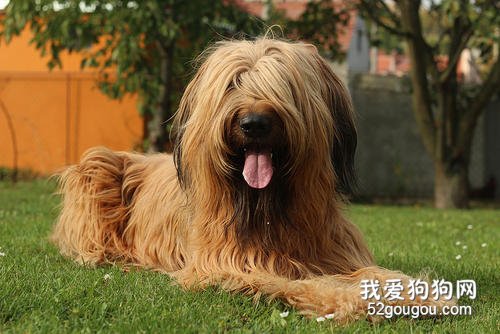 伯瑞犬有什么缺点 不容易与别的犬相处