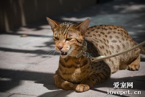 阿舍拉猫好养吗 阿舍拉猫喂养手册