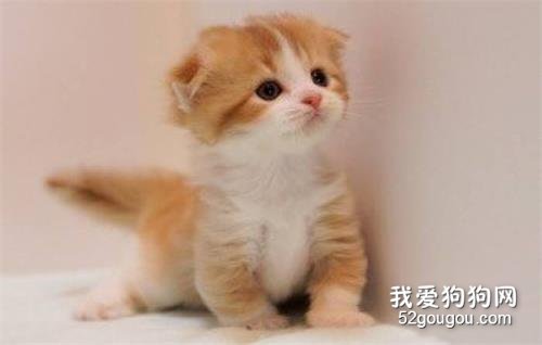 猫吃狗粮会不会有事 狗粮中的营养并不能及时补充给猫咪