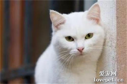 猫咪毛球性胃炎是什么