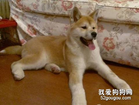 秋田犬犯错