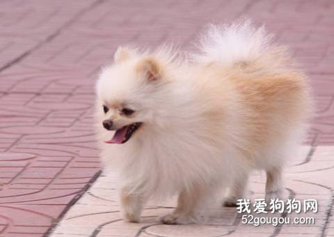 喂养博美犬