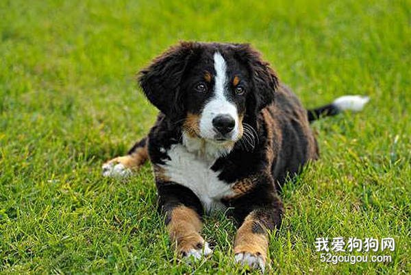 伯恩山犬