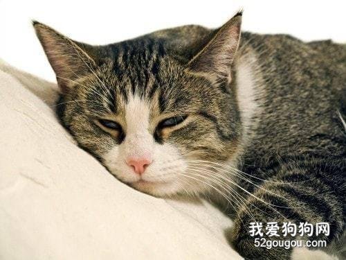 如何预防猫咪上呼吸道疾病