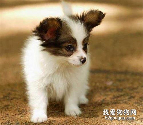 蝴蝶犬幼犬