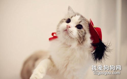 猫咪乳腺炎的症状和预防治疗方法