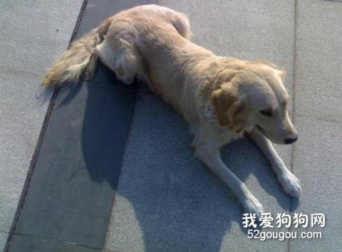 爱犬被毛养护