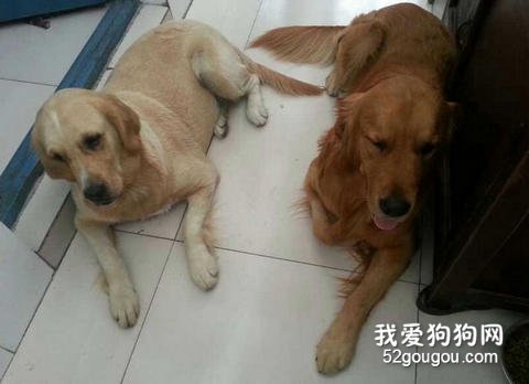 金毛犬和拉布拉多犬