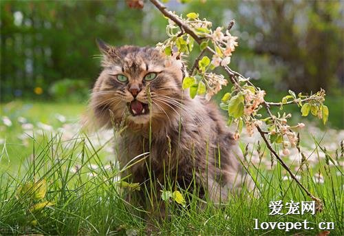 5个最难养的猫咪品种，养过的都是大神