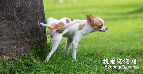 犬尿石症