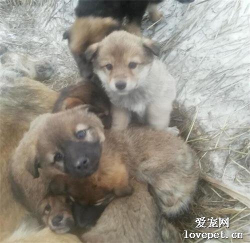 狗妈妈走失，零下20度被冻死在雪地，用身体温暖怀中7只幼崽...