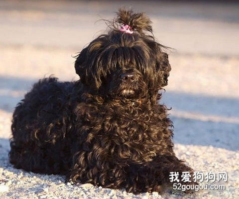 葡萄牙水犬美容