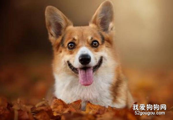 柯基犬