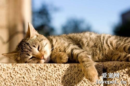 猫咪突然不吃东西，小心是脂肪肝