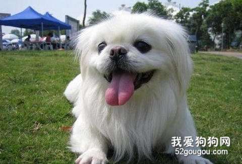 饲养京巴犬