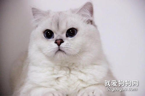 英短发腮期是什么时候 猫咪怎么样才容易发腮