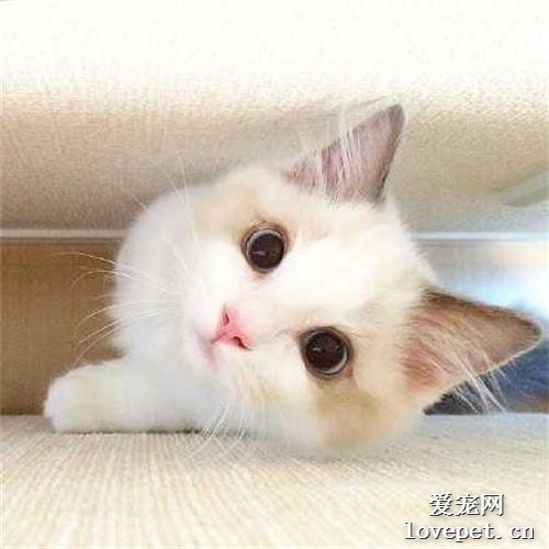 买宠物猫要注意什么?