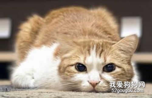 猫牙发炎了怎么办 一定要及时治疗