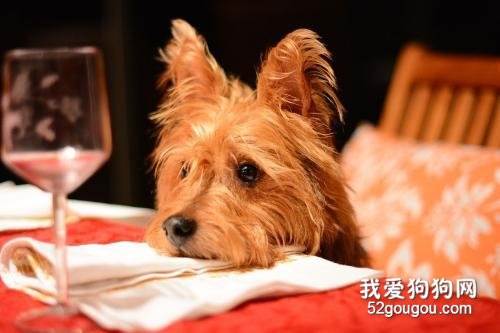 不想狗狗讨食？4大方法，杜绝狗狗讨食行为！