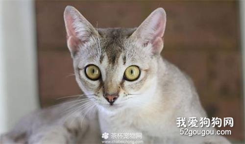 体型最小的猫 你听说过“阴沟猫”吗？