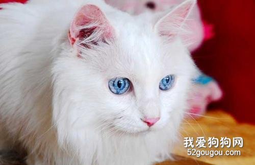 猫咪喜欢什么颜色 