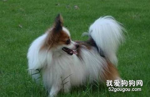 蝴蝶犬驱虫