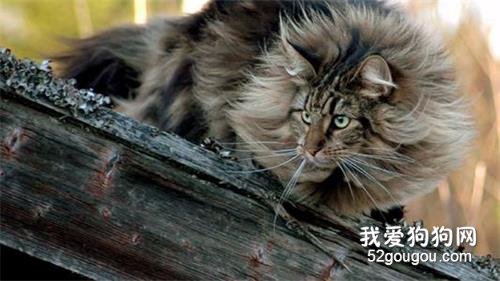 绝育的猫咪会乱跑吗？猫咪绝育有哪些好处？