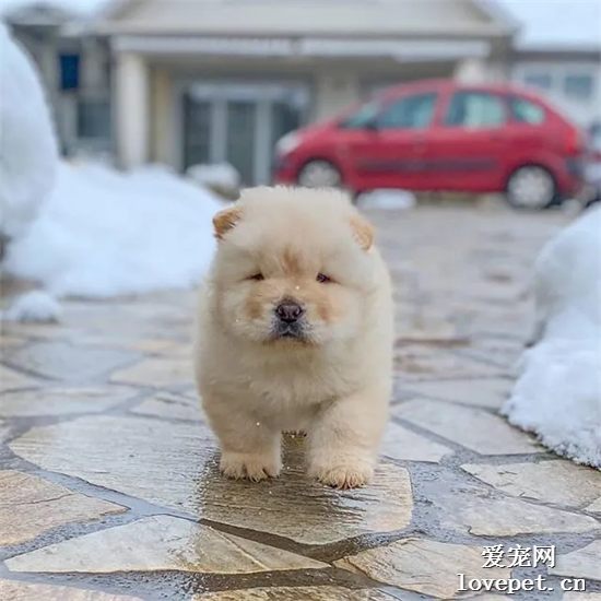 松狮美图,松狮萌照,松狮摄影,松狮图片