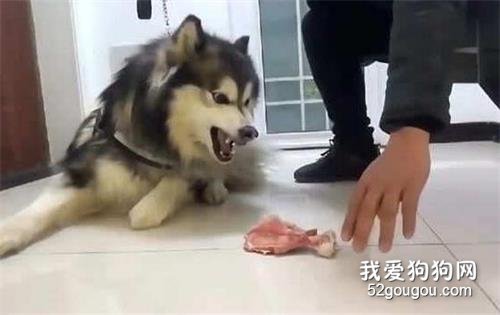 狗狗护食